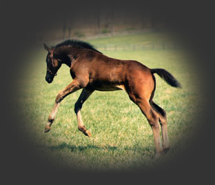 foal jumpimg fpr joy