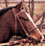 A 2-year-old gets her first lesson on being a racehorse.