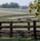A summer's day at Dragonwyck Stud.