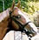Eastern Prophet makes his debut at the Saratoga Sales.