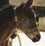 A newborn foal makes its first trip to the paddock.