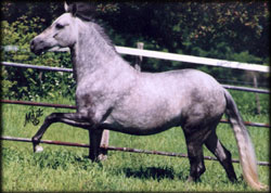 Marquesa de Apollo II